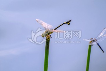 蜻蜓