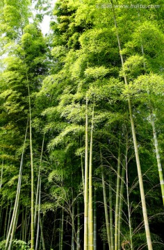 竹林 绿竹