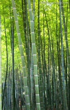 竹林 竹海