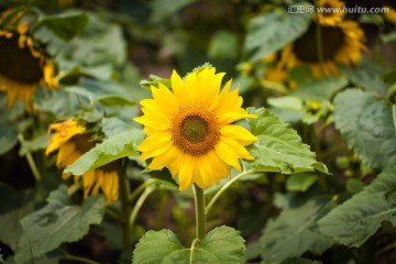 太阳花