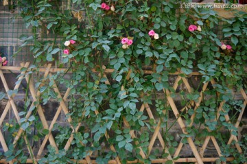 蔷薇 绿墙 篱笆 绿植背景