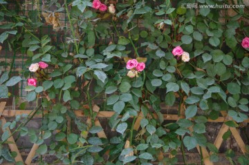 蔷薇花 绿墙 篱笆 绿植背景