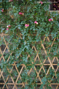 蔷薇 绿墙 篱笆 绿植背景