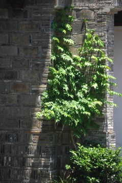 绿植 中式建筑 老墙