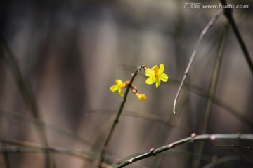 迎春花