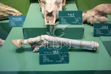 三趾马化石