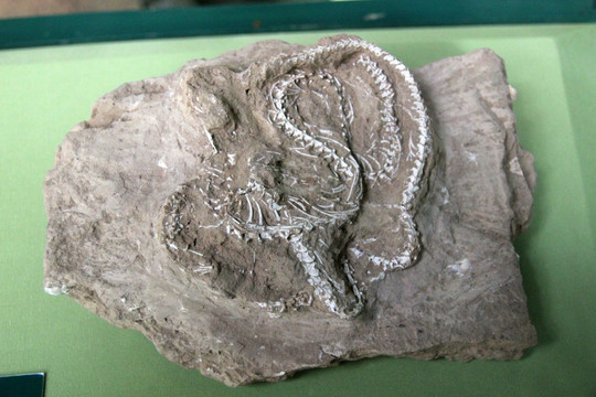 游蛇化石