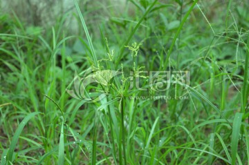 大雨过后的植物 露水还在叶子上