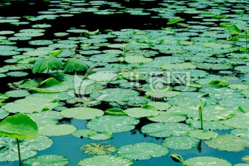 雨后莲池