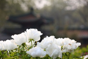 牡丹花