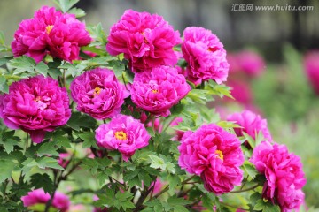 牡丹花