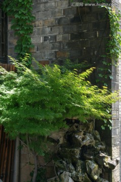 园林 老墙 绿藤 枫树