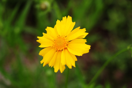 金鸡盏花