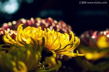 菊花