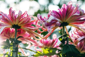 菊花特写