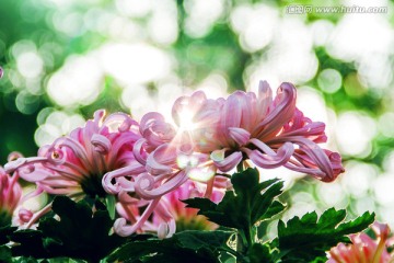 菊花特写
