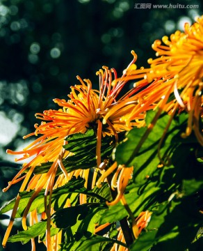 红黄色菊花