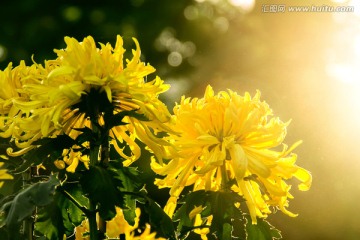 黄色菊花