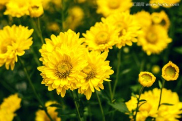 黄色菊花