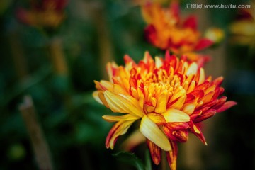 菊花特写