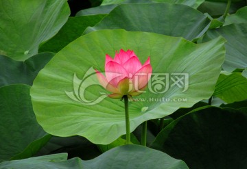 夏日荷花拍摄