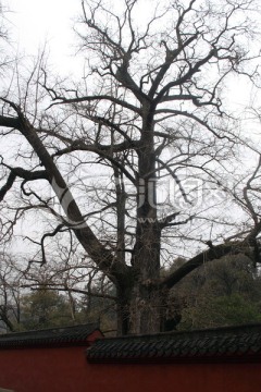 玉泉寺