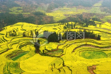 罗平螺蛳田油菜花