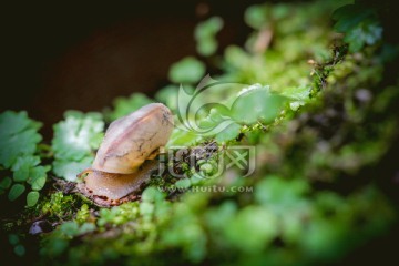 蜗牛母子