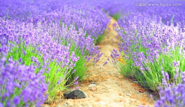 薰衣草田垄