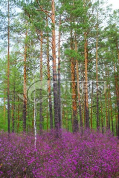 杜鹃松林风景