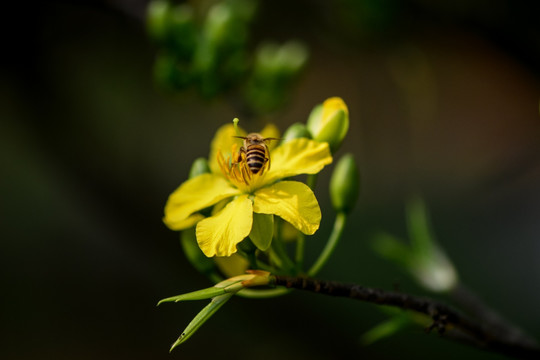 黄花蜜蜂