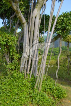 榕树根茎