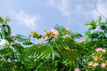 合欢花