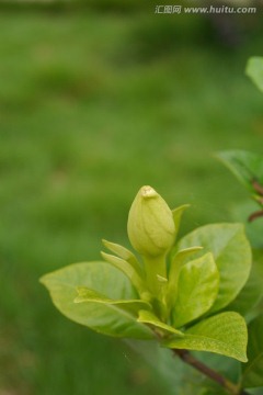 栀子花