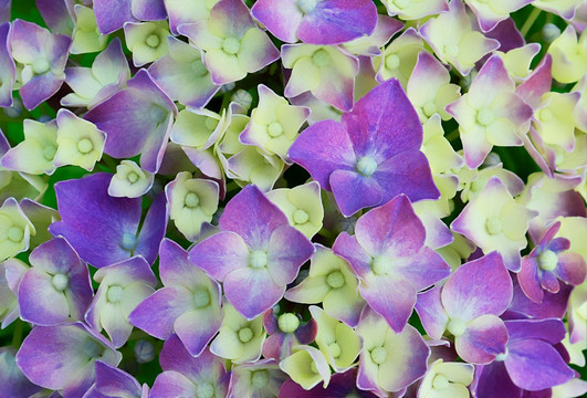浪漫 紫色八仙花