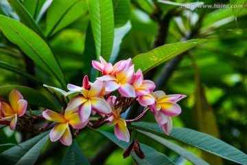 鸡蛋花