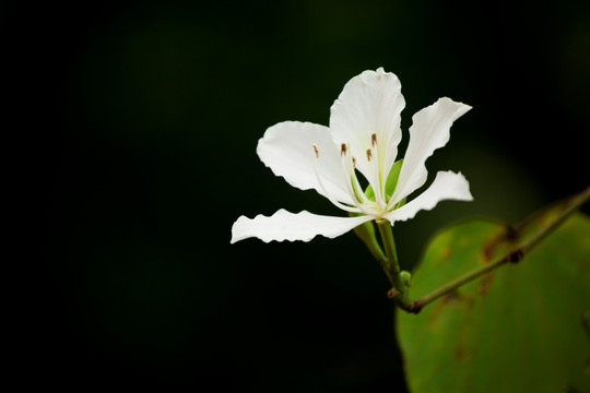 紫荆花