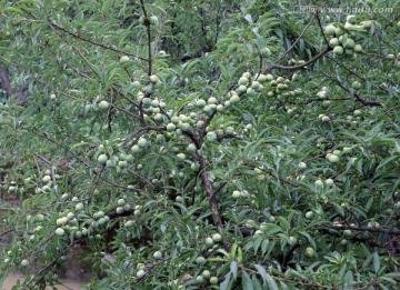 李子树 瓜果种植