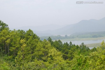 湖边松树林