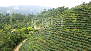 高山乌龙茶