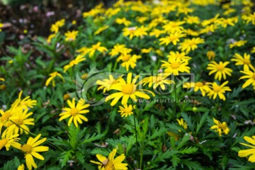 花丛