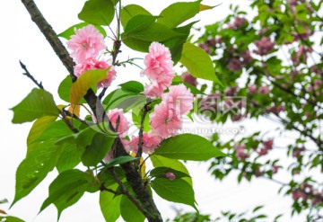 樱花