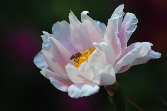 芍药花与蜜蜂