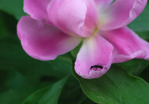 芍药花与蚂蚁