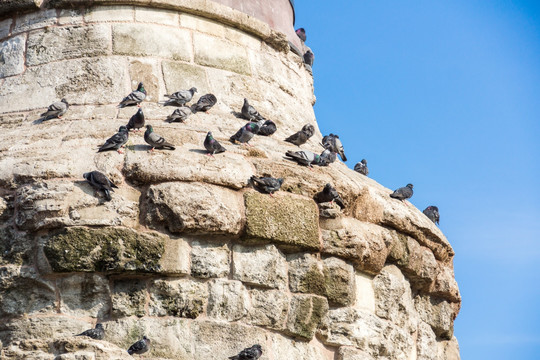 古代建筑上的鸽群