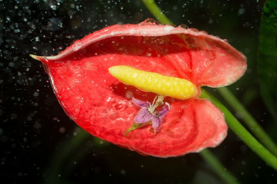 风雨花中花