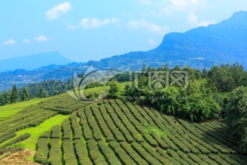 叙永丹山红岩坝茶园茶山