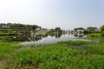 叙永丹山苏家湾池塘水草