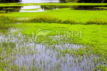 叙永丹山苏家湾池塘水草