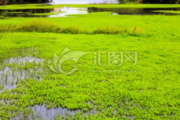 叙永丹山苏家湾池塘水草